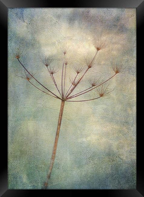 carried on the wind Framed Print by Dawn Cox