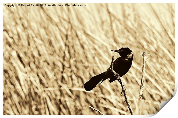 Red Eyed Bird Print by Robert Pettitt