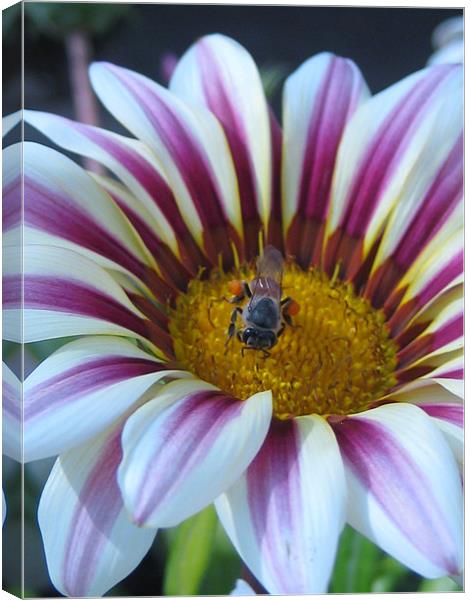 flower bee  Canvas Print by haneen ali