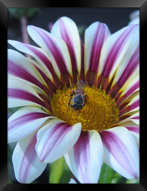 flower bee  Framed Print by haneen ali