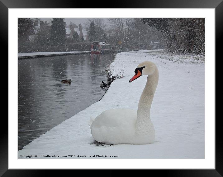 Swanning Around Framed Mounted Print by michelle whitebrook