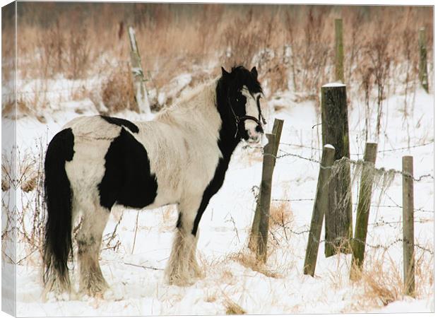 Snowy Solitude Canvas Print by Anthony Michael 