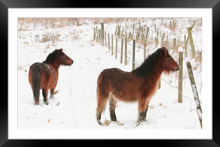 Ponies In The Snow Framed Mounted Print by Anthony Michael 