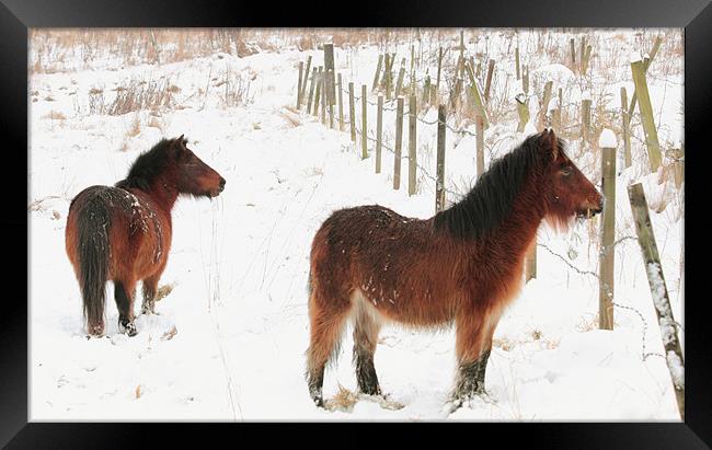 Ponies In The Snow Framed Print by Anthony Michael 
