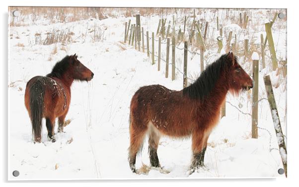 Ponies In The Snow Acrylic by Anthony Michael 