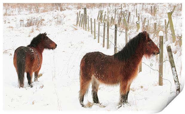 Ponies In The Snow Print by Anthony Michael 