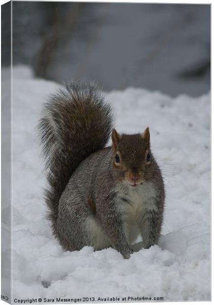Squirrel in the snow Canvas Print by Sara Messenger