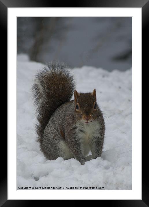 Squirrel in the snow Framed Mounted Print by Sara Messenger
