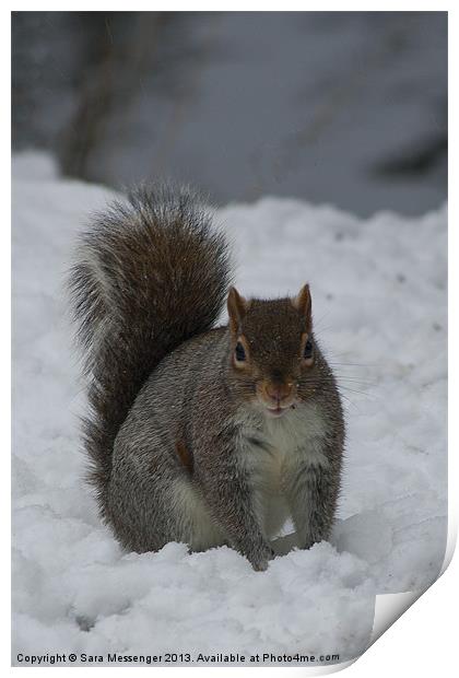 Squirrel in the snow Print by Sara Messenger