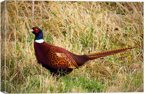 Pheasant in the grassland Canvas Print by Claire McQueen