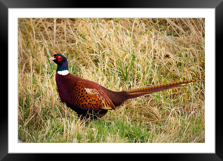Pheasant in the grassland Framed Mounted Print by Claire McQueen