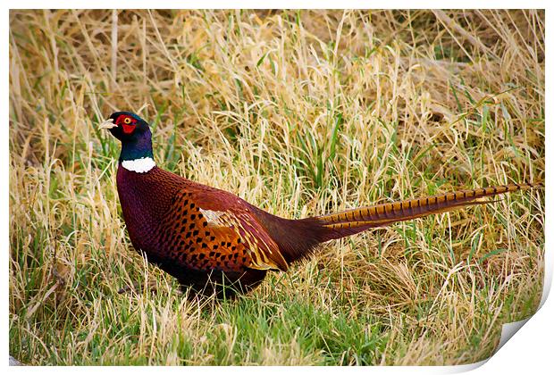 Pheasant in the grassland Print by Claire McQueen