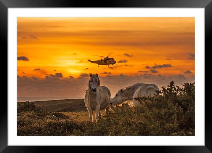 Wild Welsh Ponies Framed Mounted Print by Gail Johnson