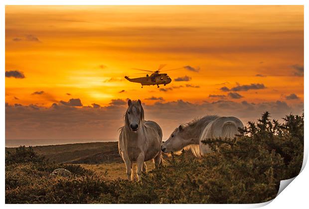 Wild Welsh Ponies Print by Gail Johnson