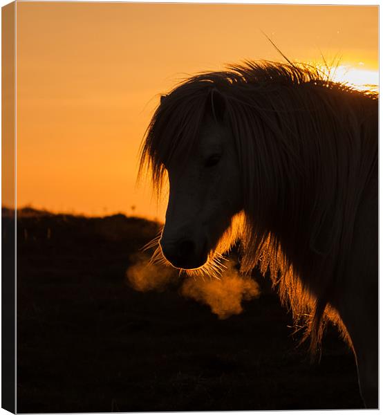 Wild Welsh Ponies Canvas Print by Gail Johnson