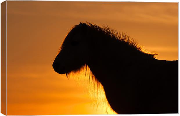 Wild Welsh Ponies Canvas Print by Gail Johnson