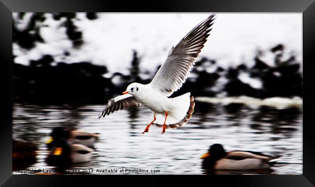 Frozen in Flight Framed Print by Laura Witherden