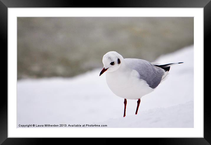 Snow Gull Framed Mounted Print by Laura Witherden