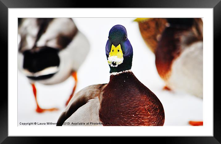Duck in Disguise Framed Mounted Print by Laura Witherden