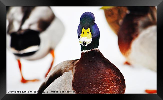 Duck in Disguise Framed Print by Laura Witherden
