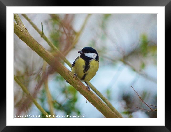 GREAT TIT Framed Mounted Print by David Atkinson