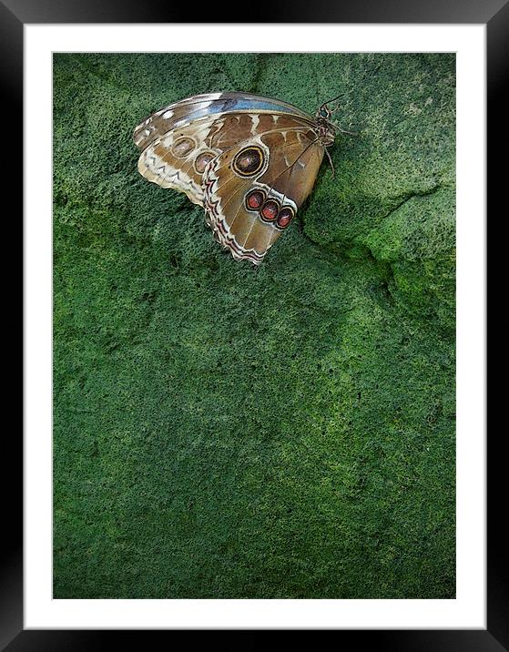 butterfly on the green Framed Mounted Print by Heather Newton