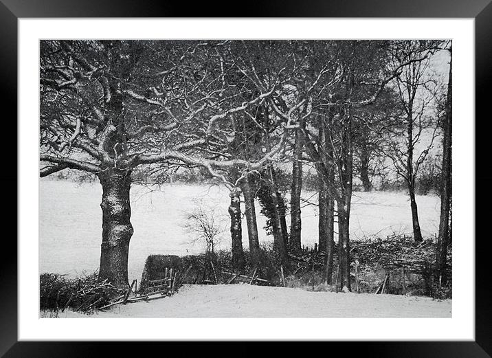 In the dark woods Framed Mounted Print by Dawn Cox