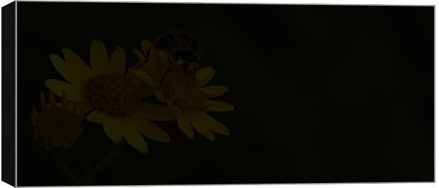 The Bee  Canvas Print by Gresham Smith