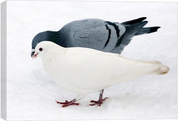 pigeon & dove Canvas Print by david harding