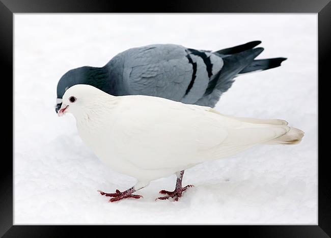 pigeon & dove Framed Print by david harding