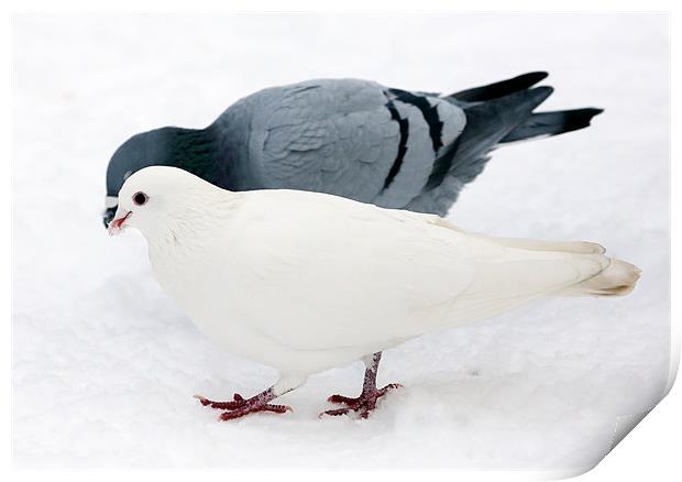 pigeon & dove Print by david harding