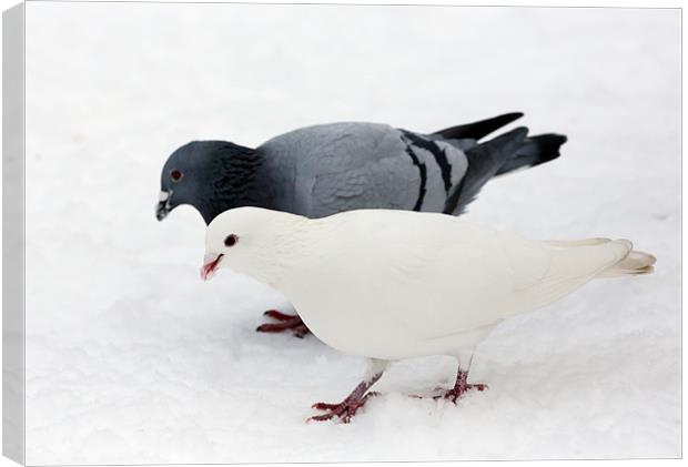 pigeon & dove Canvas Print by david harding