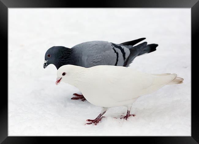 pigeon & dove Framed Print by david harding
