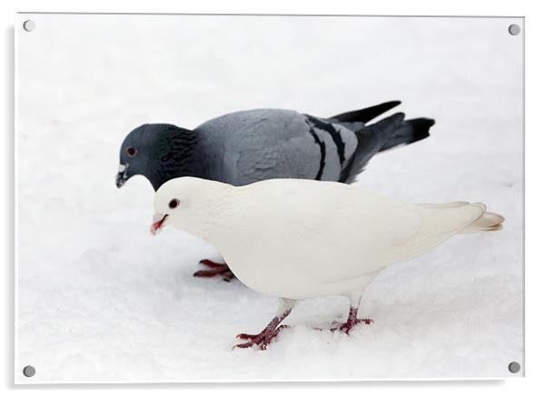 pigeon & dove Acrylic by david harding