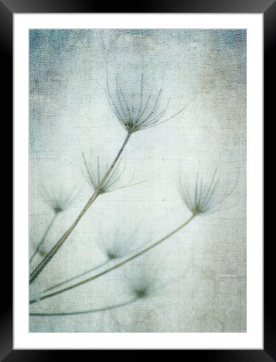 Gone with the wind Framed Mounted Print by Dawn Cox