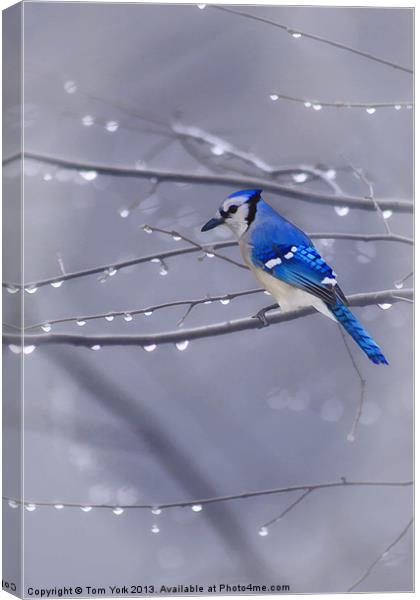 BLUE JAY IN THE RAIN Canvas Print by Tom York
