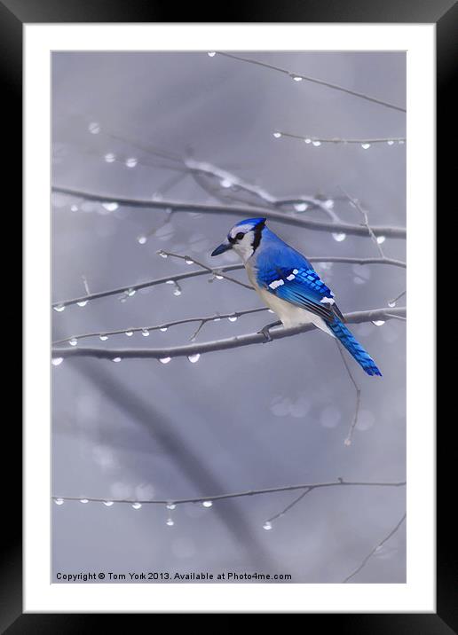BLUE JAY IN THE RAIN Framed Mounted Print by Tom York