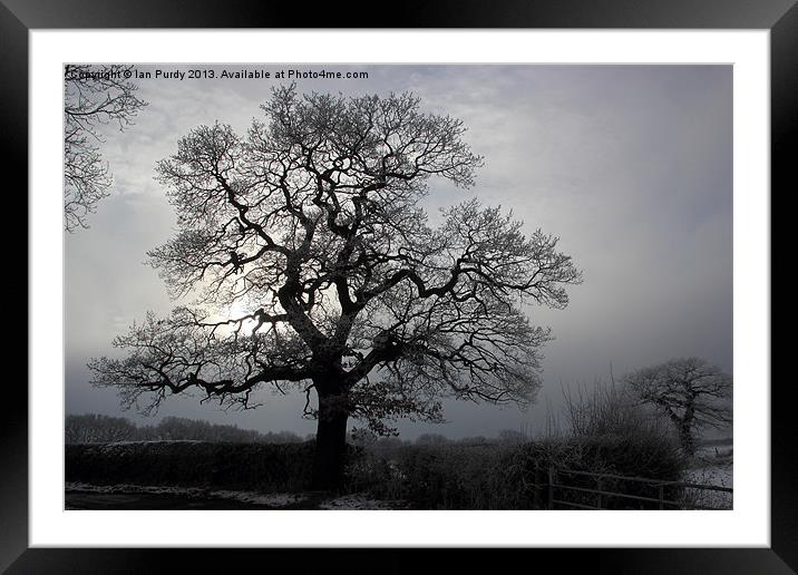 Winter frost Framed Mounted Print by Ian Purdy