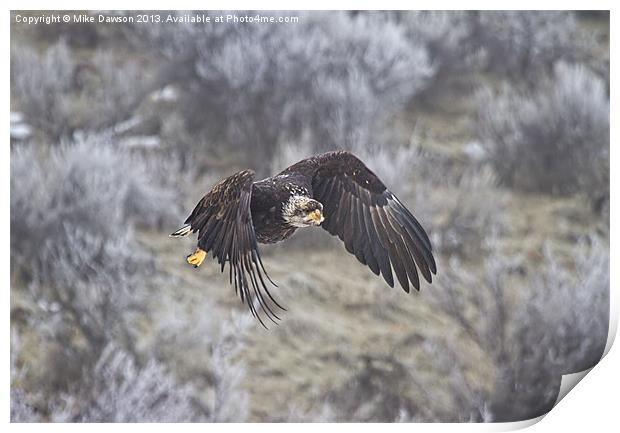 Flying Low Print by Mike Dawson