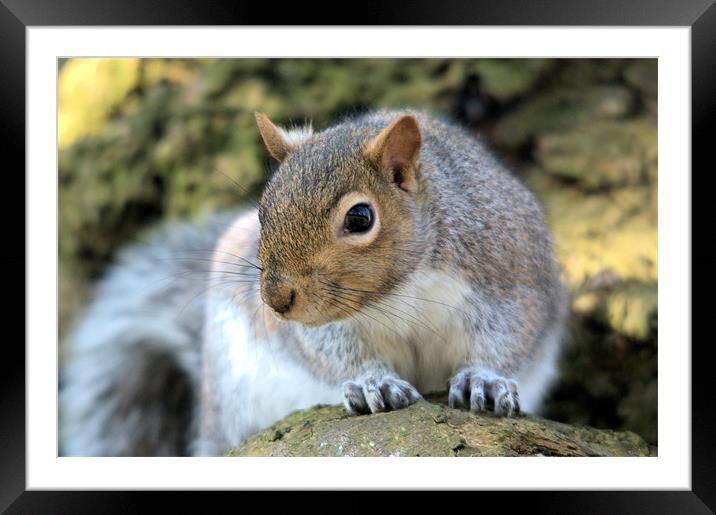 Squirre in Tree Framed Mounted Print by Giles Pichel-Juan
