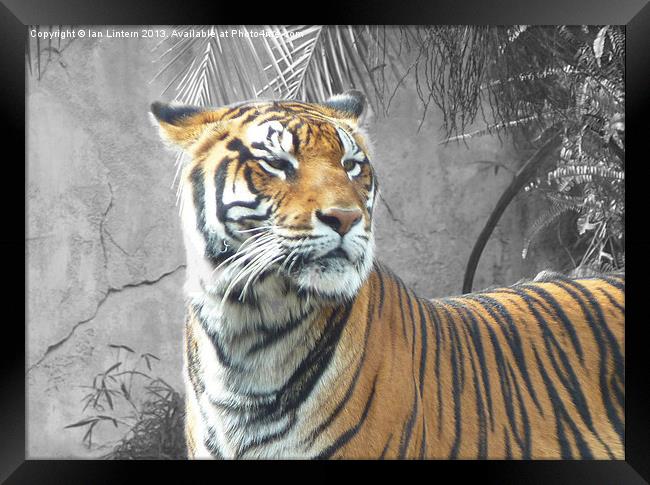 Tiger Tiger Framed Print by Ian Lintern