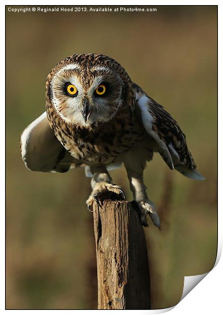 Short Eared Owl Print by Reginald Hood