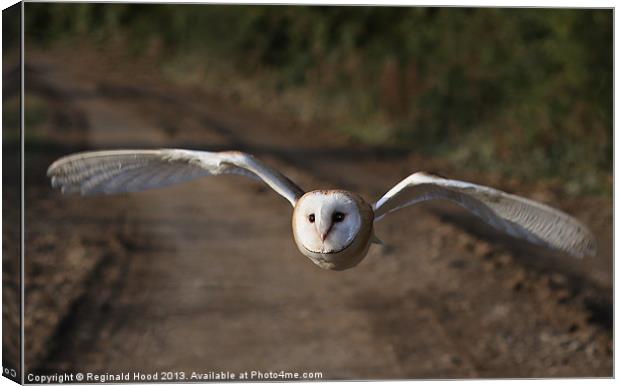 Barn Owl Canvas Print by Reginald Hood