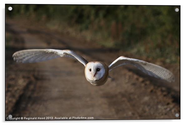 Barn Owl Acrylic by Reginald Hood