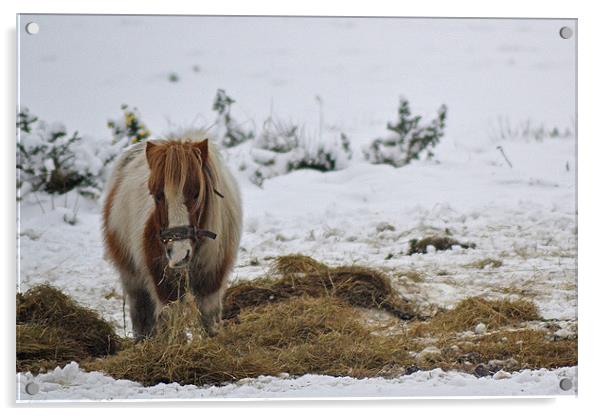 Shetland Pony Acrylic by Donna Collett