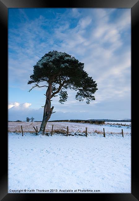 Winter Tree Framed Print by Keith Thorburn EFIAP/b