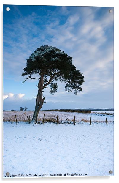 Winter Tree Acrylic by Keith Thorburn EFIAP/b