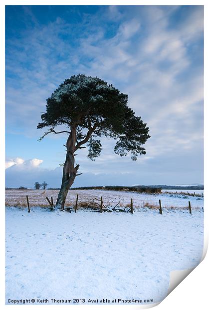 Winter Tree Print by Keith Thorburn EFIAP/b