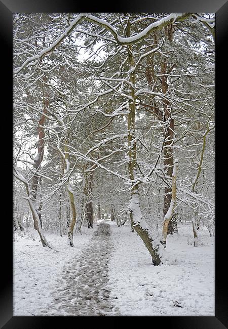 A winters walk Framed Print by Donna Collett