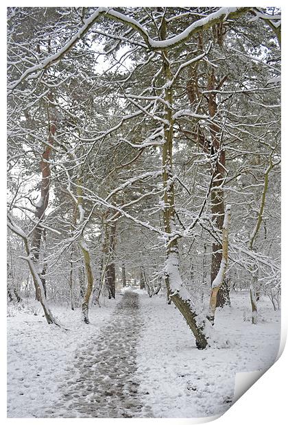 A winters walk Print by Donna Collett